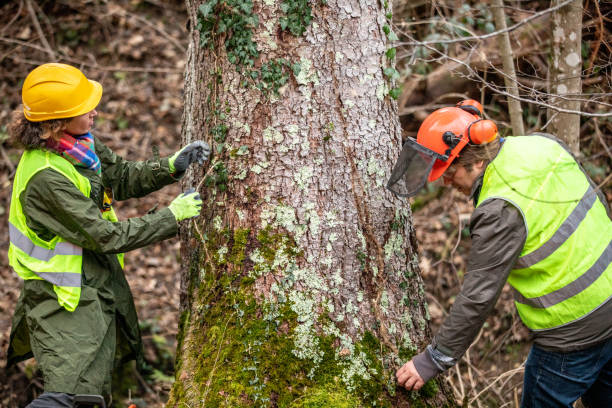 How Our Tree Care Process Works  in  Rainier, OR